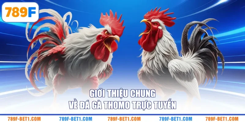 Giới thiệu chung về đá gà Thomo trực tuyến